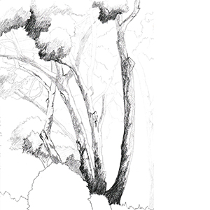 croquis d'arbre